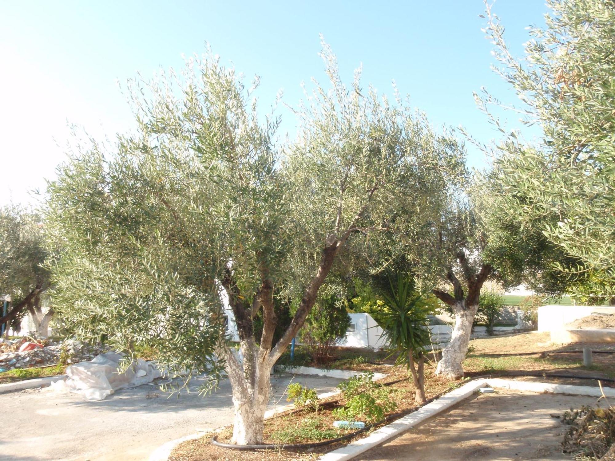 Amaryllis Front Beach Hotel لاردوس المظهر الخارجي الصورة